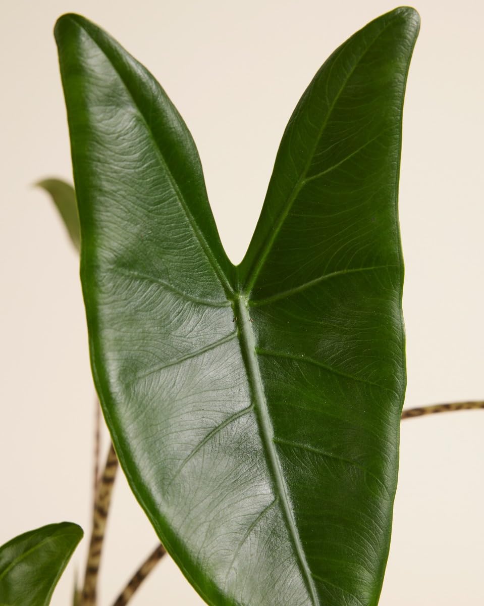 PLNTS - Alocasia Zebrina (Pfeilbltter) - Zimmerpflanze - Zimmerpflanzen,  Pflanzen Echt, Nachhaltige Verpackung - 17cm Topf - Hhe 65cm - Direkt von  der Grtnerei : Amazon.de: Garten