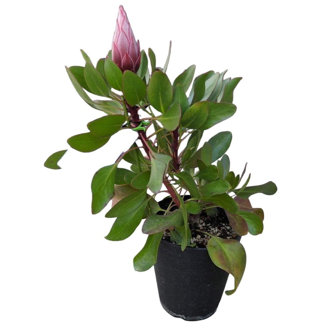 Amazon.co.jp: 花芽付き 花苗 キングプロテア リトルプリンス 5号鉢