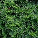 GreenboutiQ - Heckenpflanzen - Thuja occidentalis Smaragd - Blatt grün - 8 Pflanzen - 1 laufender Meter - immergrün - Topf 9cm Höhe 25cm