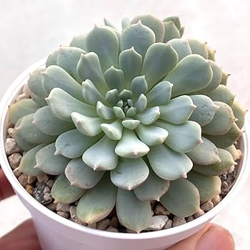 Amazon.co.jp: 極上苗 ミックスベリア ちょこん 多肉植物 お