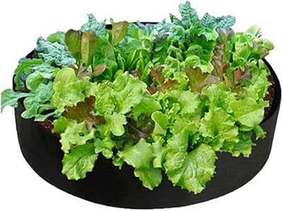 Amazon ハーブ苗 レモンバーム 2個セット おうちで簡単 育てやすい10 5cmポットハーブ苗シリーズ 自社農場から新鮮苗 直送 品種で選べるハーブ苗 即出荷 鉢