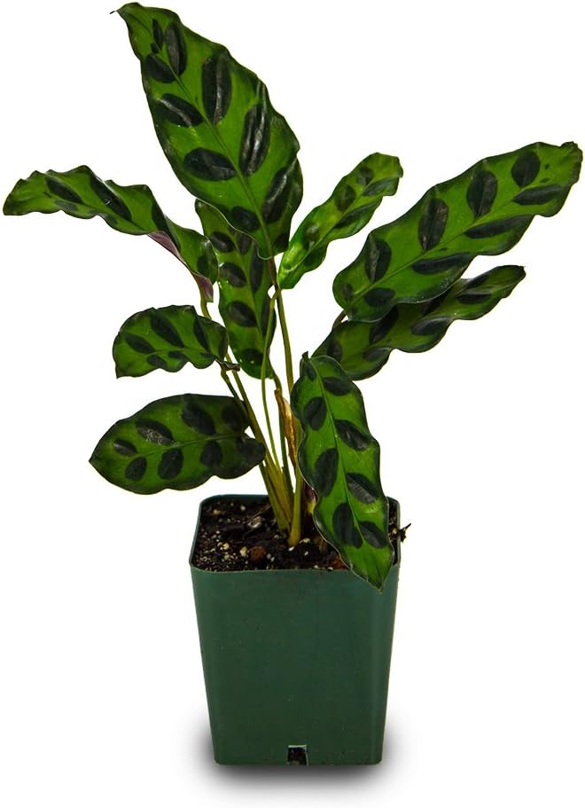 Josh's Frogs Calathea Prayer Plants (Rattlesnake)