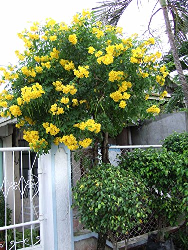 TRUMPET VINE ~Yellow~ TRUMPET VINE ~Yellow~