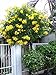 Yellow TRUMPET VINE "Campis Radicans FLAVA" 25+Perennial Seeds