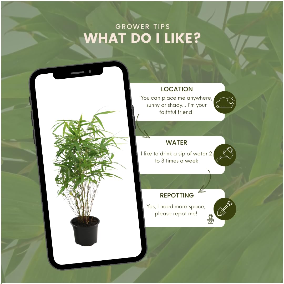 Plants by Frank | 6 Plantes de bambou rustique | Fargesia rufa | Ø13 cm | 25 cm | Bambou non traçant | Pour haie de pleine terre, pot ou jardinière | Plantes d’extérieur | Jardin