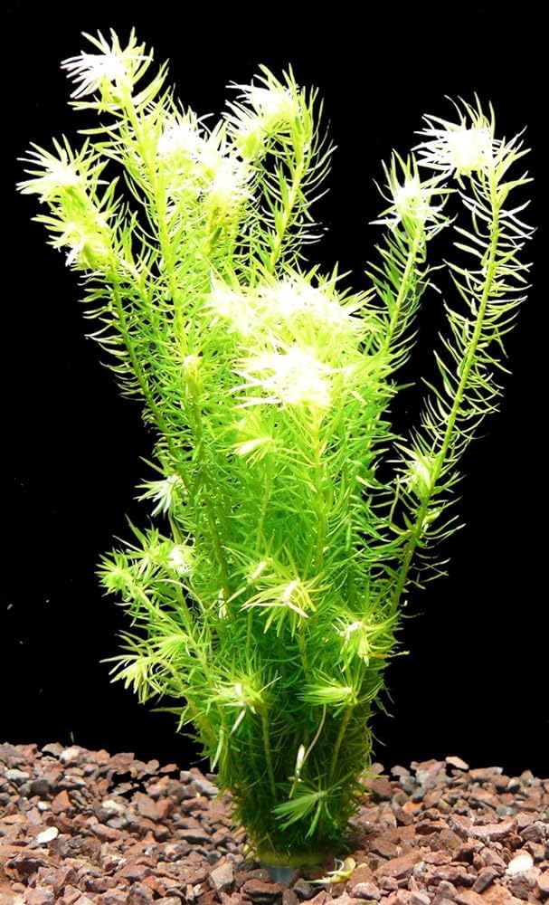 Aquarium live plants for fish tank,live plants for fish tank aquarium (Pack of 12)