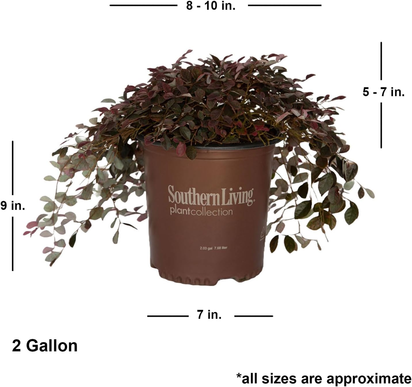 Purple Pixie Loropetalum (1.5 Gallon) Low-Growing/Weeping Evergreen Shrub with Purple Foliage and Pink Blooms - Full Sun to Part Shade Live Outdoor Plant - Southern Living Plants