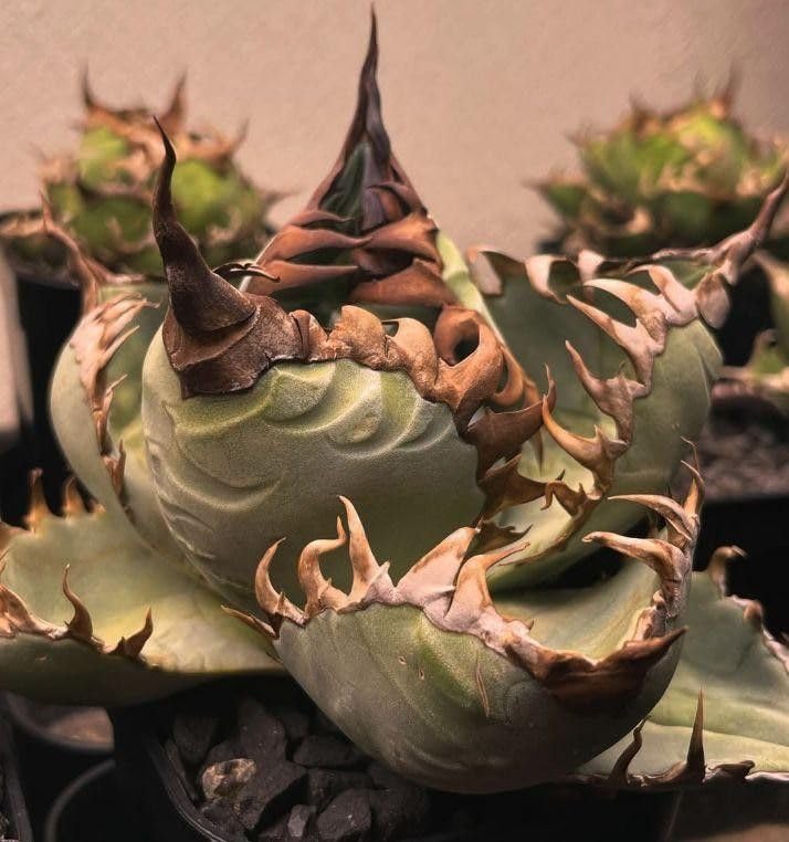 Amazon.co.jp: UB16多肉植物アガベ チタノタ 羽毛 子株 : ホビー