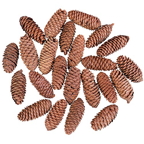 Cooraby 24 Pieces Long Pine Cones Christmas Natural Pinecones 7-9 cm Pine Cones for Home Decoration, Fall and Christmas Crafts