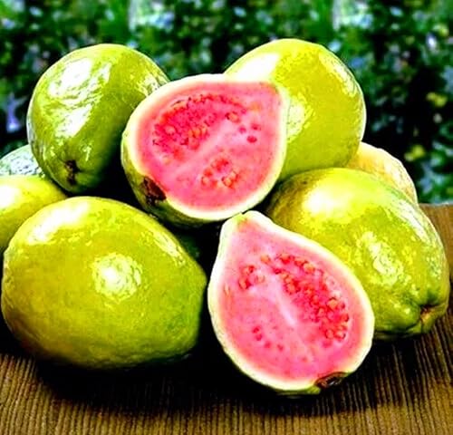 Miniatura 7 de 30 semillas de árbol de guayaba rosa tropical fresa rubí supremo Psidium guajava - Sabores exóticos, hermosas flores PeavyTailor