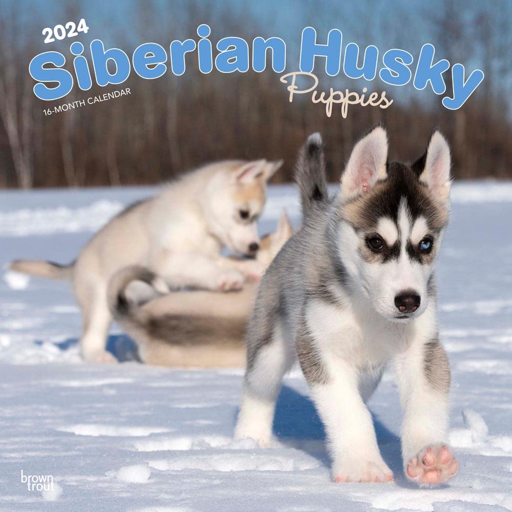 Siberian Husky Puppies | 2024 12 x 24 Inch Monthly Square Wall Calendar | BrownTrout | Animal Dog Breeds Calendar – Wall Calendar, 1 August 2023