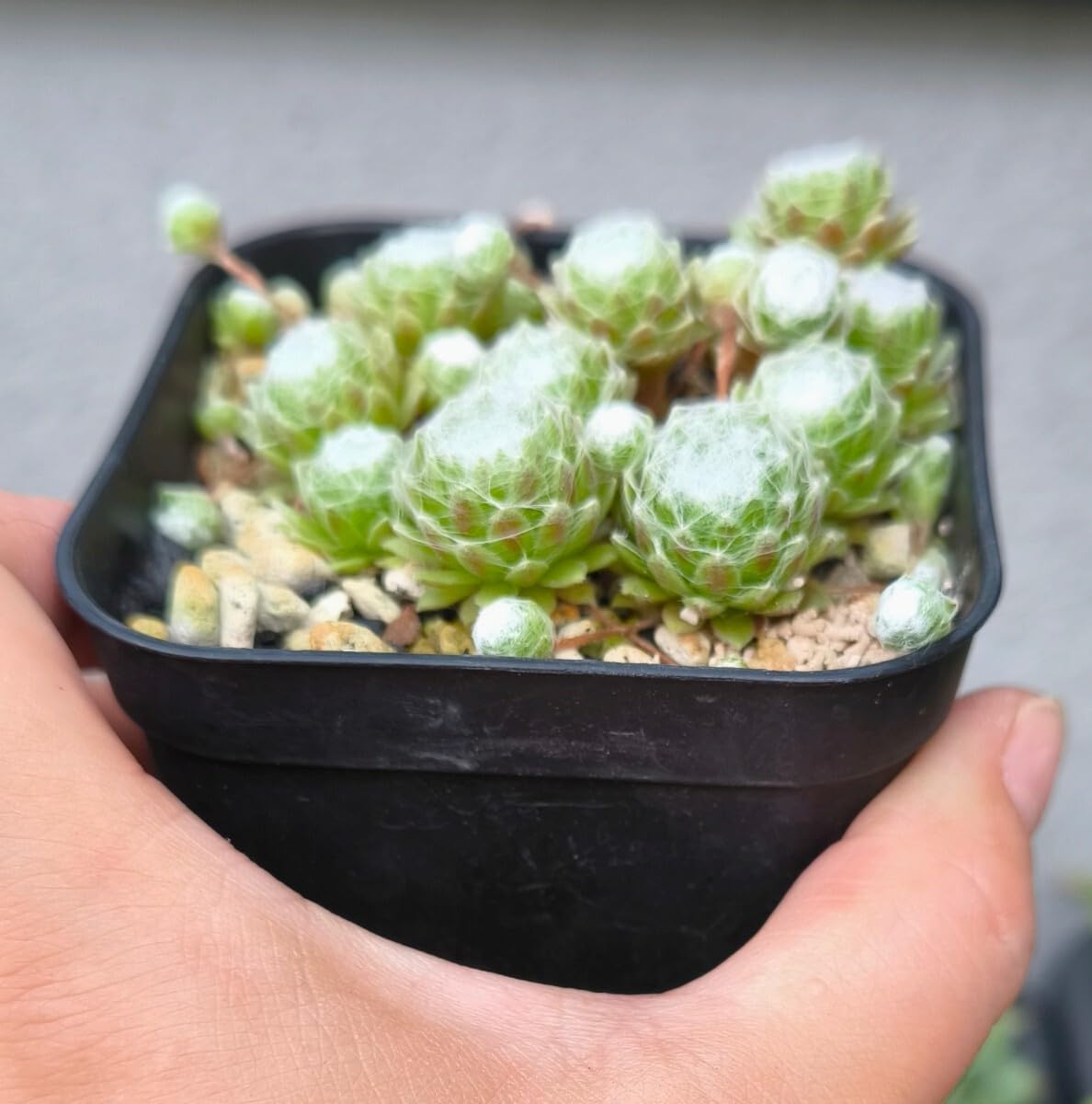 センペルビウム　名前付き 10苗 センペルビウム 名前付き 10苗 センペルビウム 名前付き 10苗