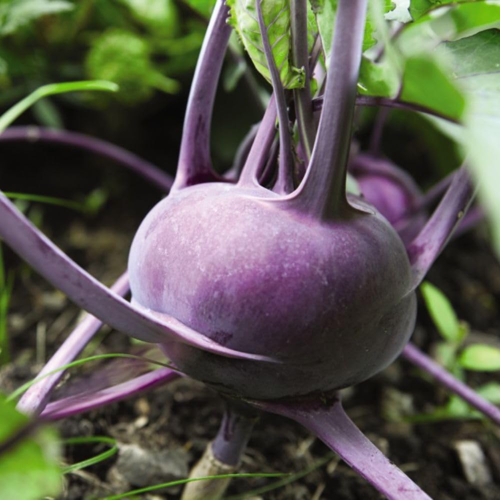 Kohl Rabi 'Kolibri' F1 Hybrid - Kew Vegetable Seed Collection - Fast-Growing Purple Root Vegetable with Cabbage-Like Flavour - Unique Culinary Creations - 1 Packet (35 Seeds) by Thompson & Morgan