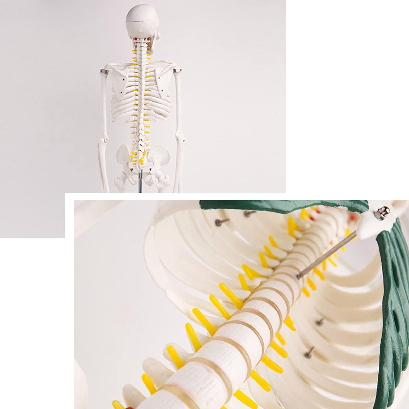 Amazon.co.jp: 人体模型 パズル 人体模型 全身 骨格模型 学研