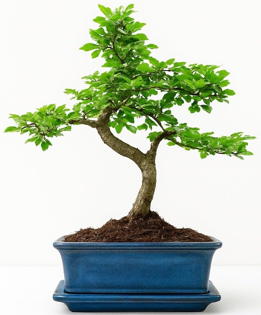 Bonsai Tree - Chinese Elm Bonsai Indoor/Outdoor Bonsai Tree S Trunk - Ceramic Pot with Matching Drip Tray - Home Office Gift.