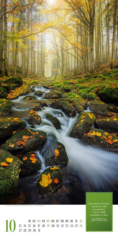 Mythos Wald Kalender 2025, Wandkalender im Hochformat (33x66 cm) - Naturkalender / Literaturkalender mit Zitaten