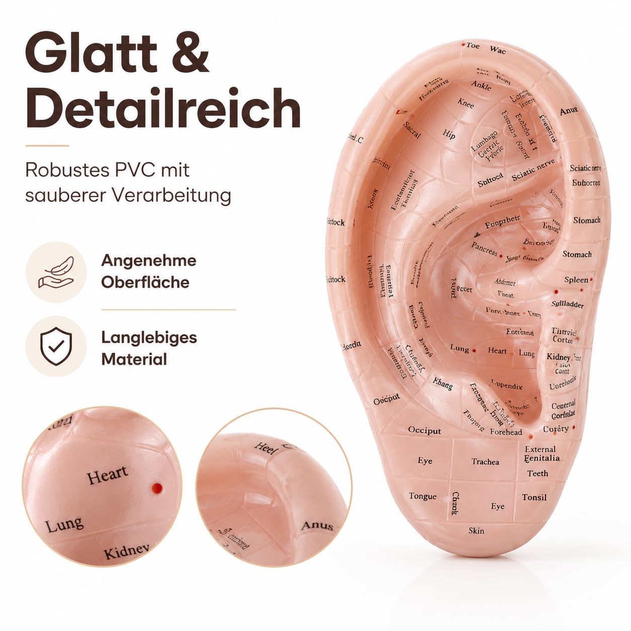 Ohrakupunktur- Tool Menschliches Ohr Anatomisches Ohr Punkt Vaccaria Acupoint Englische Charaktere Chinesische Massage Lehrrequisite Diagramm Ohrakupunktur