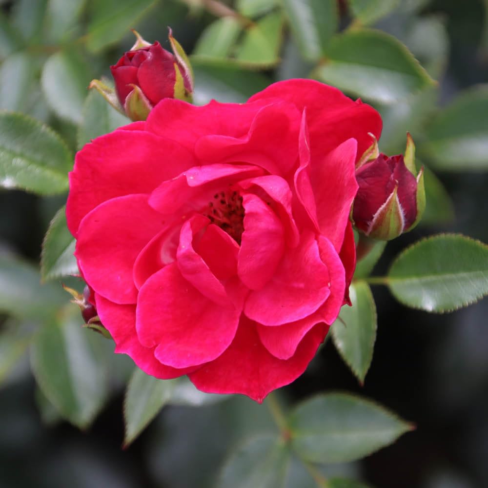 YouGarden Harkness Roses Matthew's Rose, Established Plant in 4 Litre Pot, Ready to Plant Patio Rose, for Raspberry Red Flowers, Plant in Pots, Beds, or Borders for Summer to Autumn Flowers