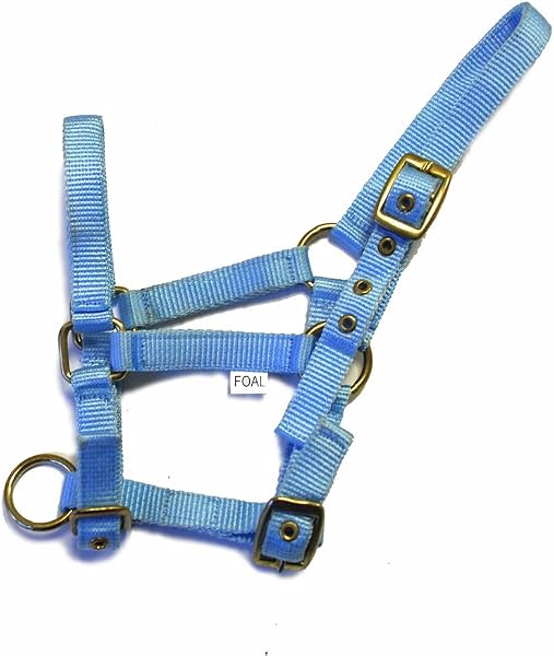 Rhinegold Collar de Nylon Potro - 3