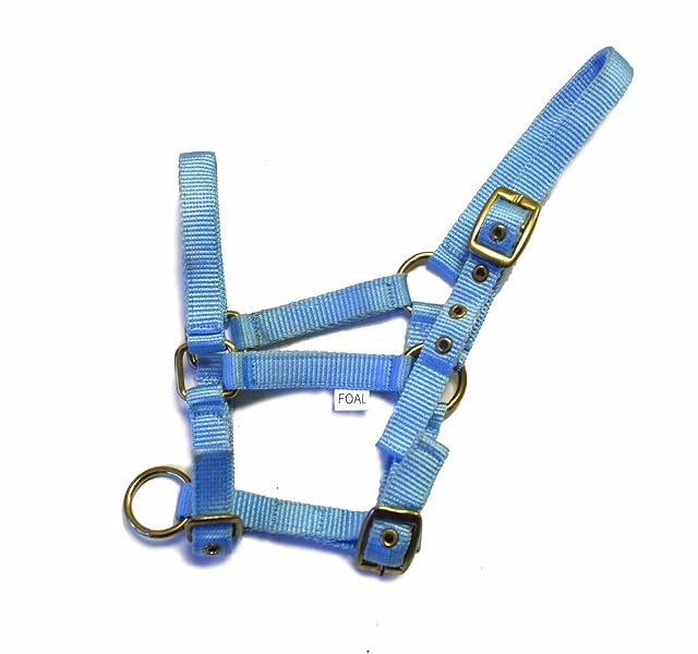 Rhinegold Collar de Nylon Potro - Azul bebé