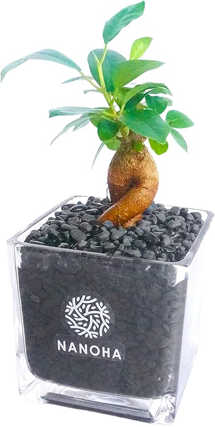 Amazon Co Jp ガジュマル 黒砂利 土をつかっておらず衛生的 観葉植物 おしゃれ 本物 インテリア がじゅまる 多幸の木 ハイドロカルチャー 水栽培 Diy 工具 ガーデン Amazon Co Jp ガジュマル 黒砂利 土をつかっておらず衛生的 観葉植物 おしゃれ 本物 インテリア がじゅまる 多幸の木 ハイドロカルチャー 水栽培 Diy 工具 ガーデン