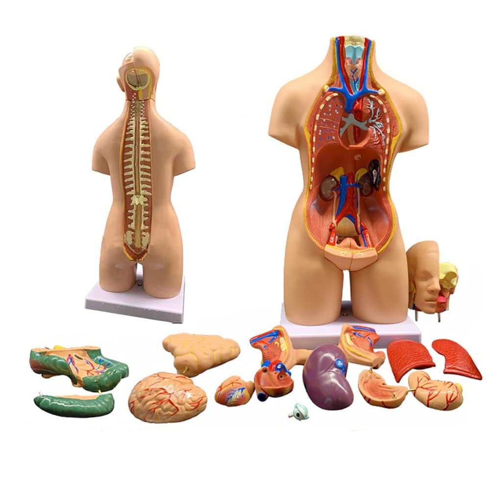 Modelos de torso humano 3D, modelo fisiológico de 55 cm, torso médico con 19 órganos extraíbles, modelo de cuerpo humano, muñeco anatómico educativo, modelo de órganos para la enseñanza, el estudio y