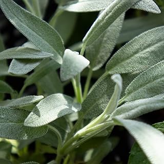 Amazon Co Jp ホワイトセージ 種 Amazon Co Jp ホワイトセージ 種