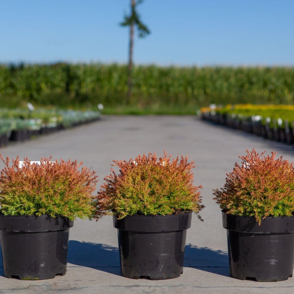 Thuja occidentalis 'Fire Chief' Dwarf Globe Evergreen Conifer with Colorful Foliage Gold to Bronze to Russet Red Ideal for Borders Containers 1X or 3X 1 Litre Pots by Thompson and Morgan