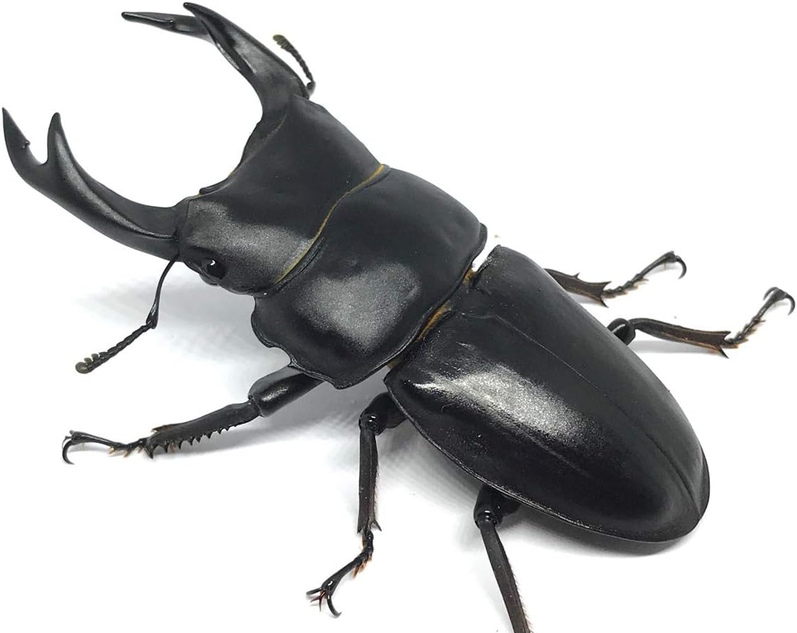 大型】オオクワガタ ペア♂️80♀️53