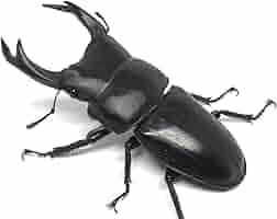 国産オオクワガタNO:170]イベント用オオクワガタ5ペアー(70〜75ミリ)