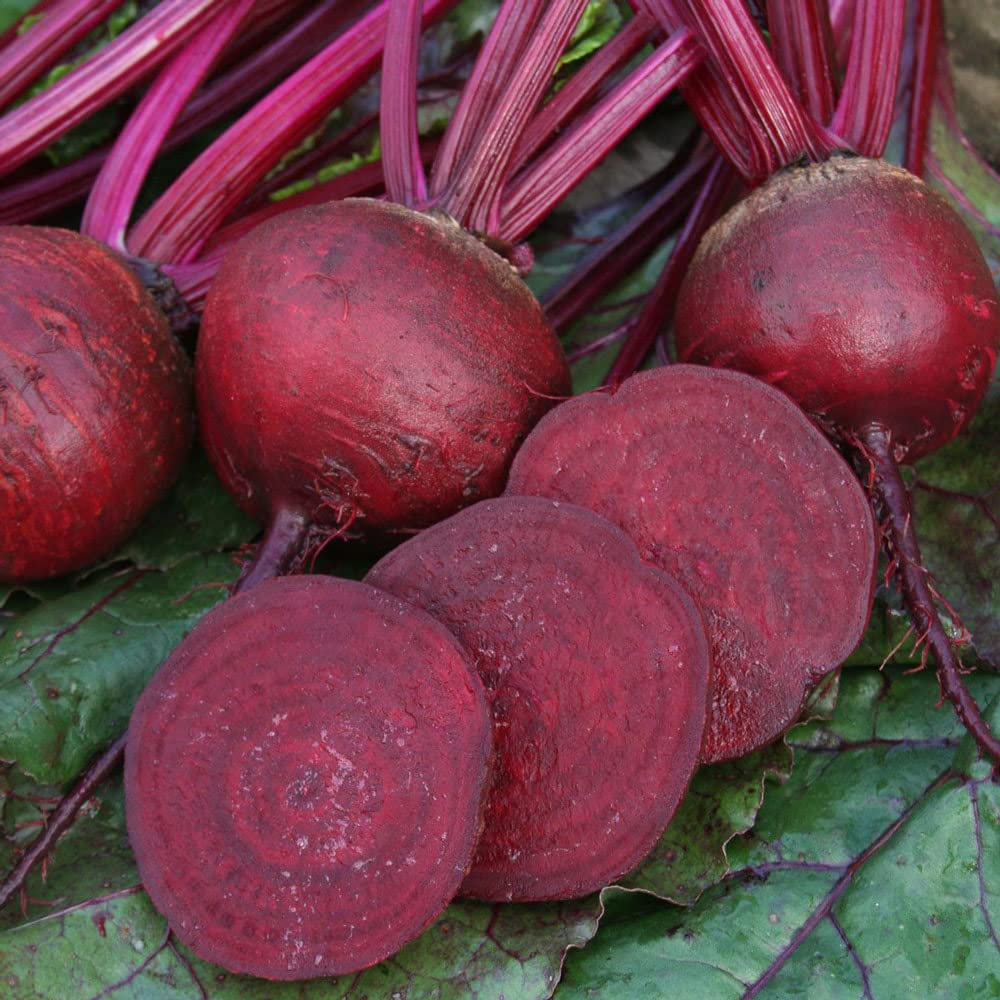 Beetroot Plug Plants 'Boston'. Value Plug Plant x 5. Early Crops. Grow Your own Veg Plants. Resistant to Bolting. Available from Bedwen Plants