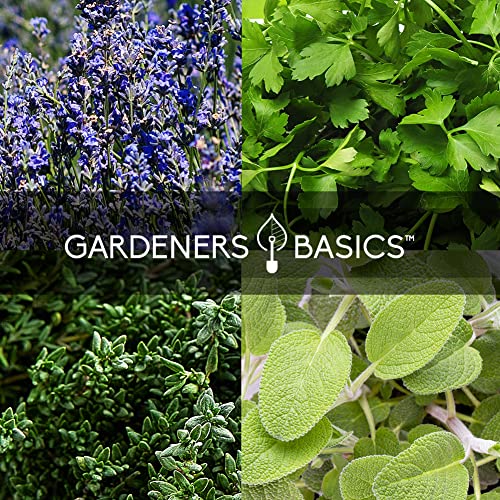 35 Herb Seeds for Planting Varieties Heirloom Non-GMO Seeds Indoors, Hydroponics, Outdoors - Basil, Lavender, Catnip, Cilantro, Oregano, Parsley, Peppermint, Rosemary and More by Gardeners Basics - Image 4