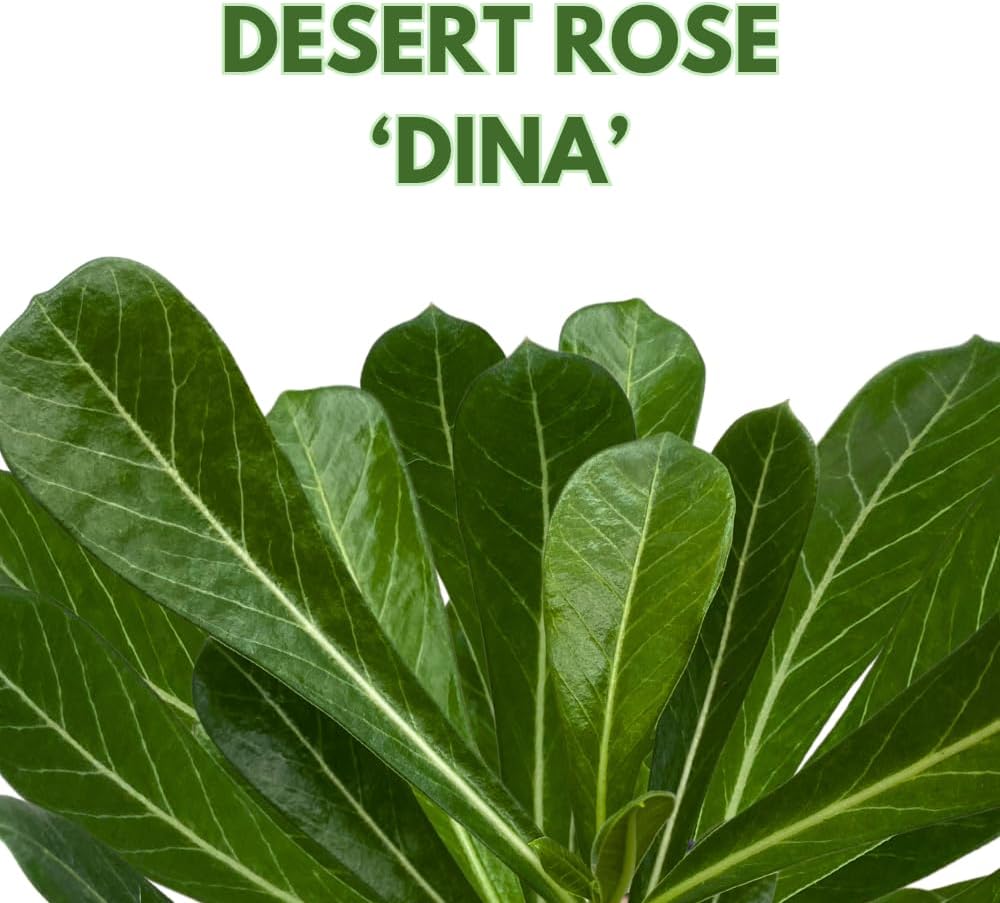 BubbleBlooms Desert Rose Dina in a 4 inch Pot Extremely Rare Flower