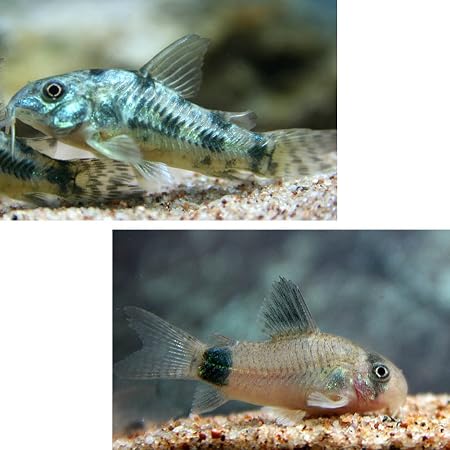 Amazon 熱帯魚 コリドラス アークアタス ワイルド ３匹 北海道 九州 沖縄航空便要保温 Charm チャーム 観賞魚 水中生物 通販