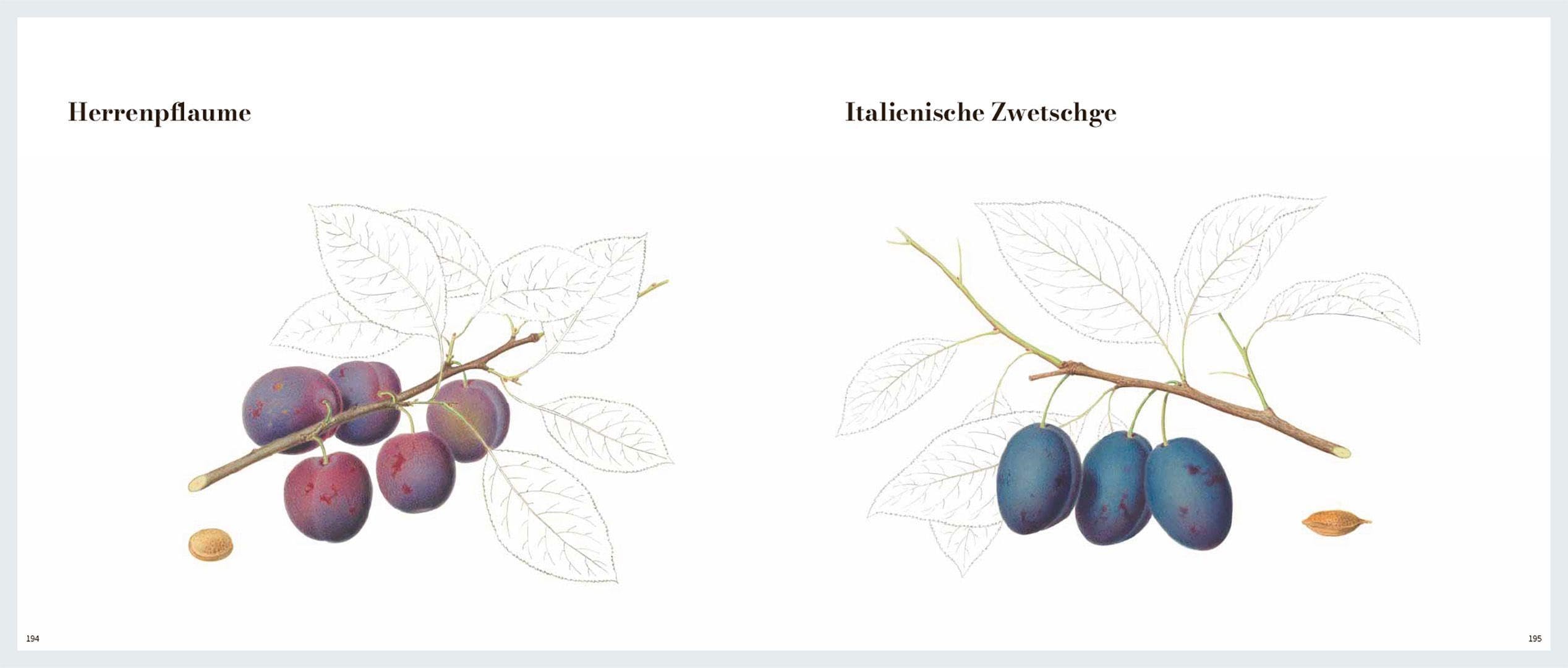 Von edlem, süßweinartigem Zuckergeschmacke: Historische Obstsorten in kunstvollen Illustrationen