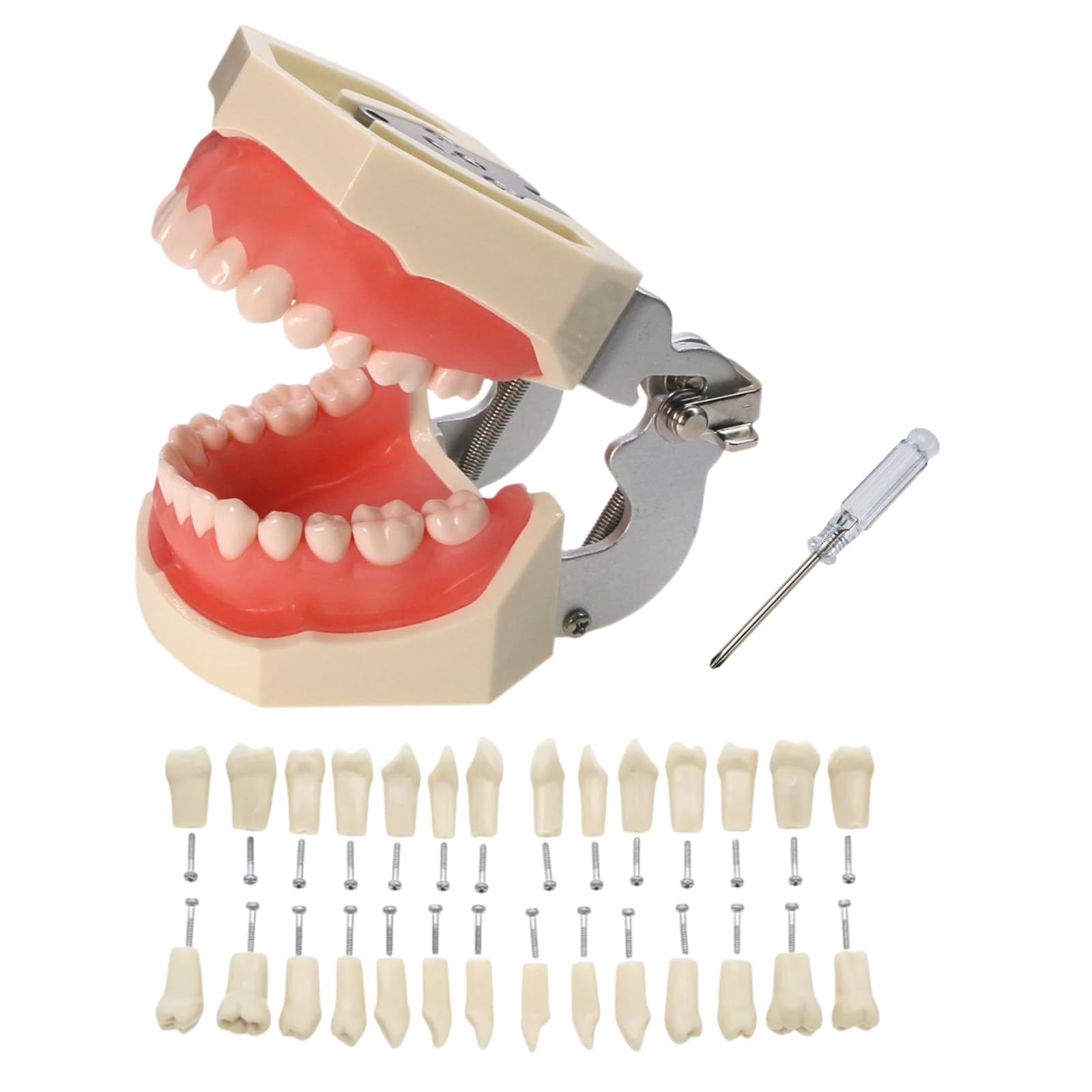 Amazon.com: Dental Typodont Teeth Model, with Removable Teeth