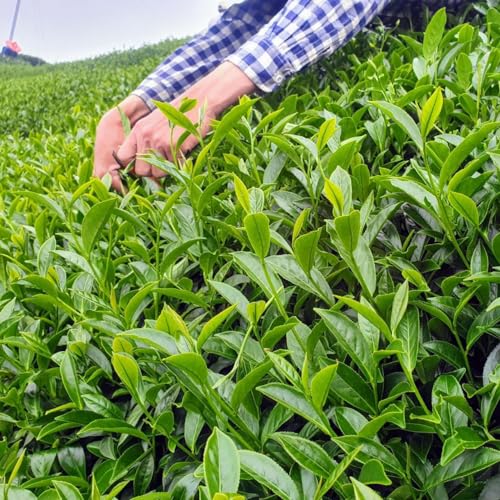 Thé Yingxiang TTES No.20 oolong Taiwan Shanlinxi infusion légère 4x150g - 3