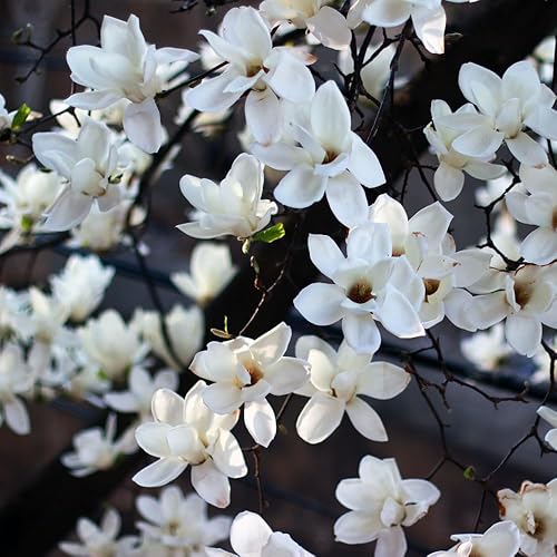 Miniatura 3 de Magnolia Merrill Loebner - Maceta comercial de 1 galón, 3 pies de alto, planta establecida en maceta, Magnolia x loebneri 'Merrill', flores