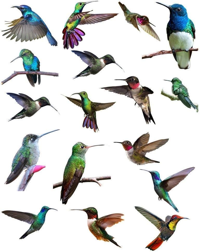 Humingbirds Galore - 84151 - Ceramic Decal - Enamel Decal - Glass Decal - Waterslide Decal - 3 Different Size Sheet (Images) to Choose from. Choose Either Ceramic (Enamel) or Glass Fusing Decals