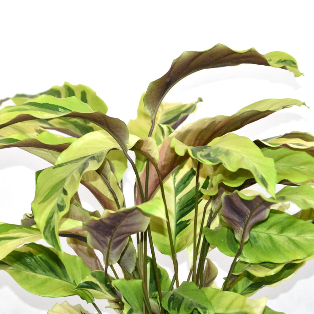 ZynesFlora Calathea Yellow Fushion - Vaso per piante, diametro 14 cm,  altezza: 45-55 cm, pianta da preghiera purificante : Amazon.it: Giardino e  giardinaggio