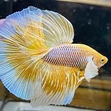 Aquaticheavens Dumbo Pineapple Halfmoon Male Betta - Betta Fish Live Betta Fish Live Fish for Aquarium Exotic Freshwater Live Fish Prety
