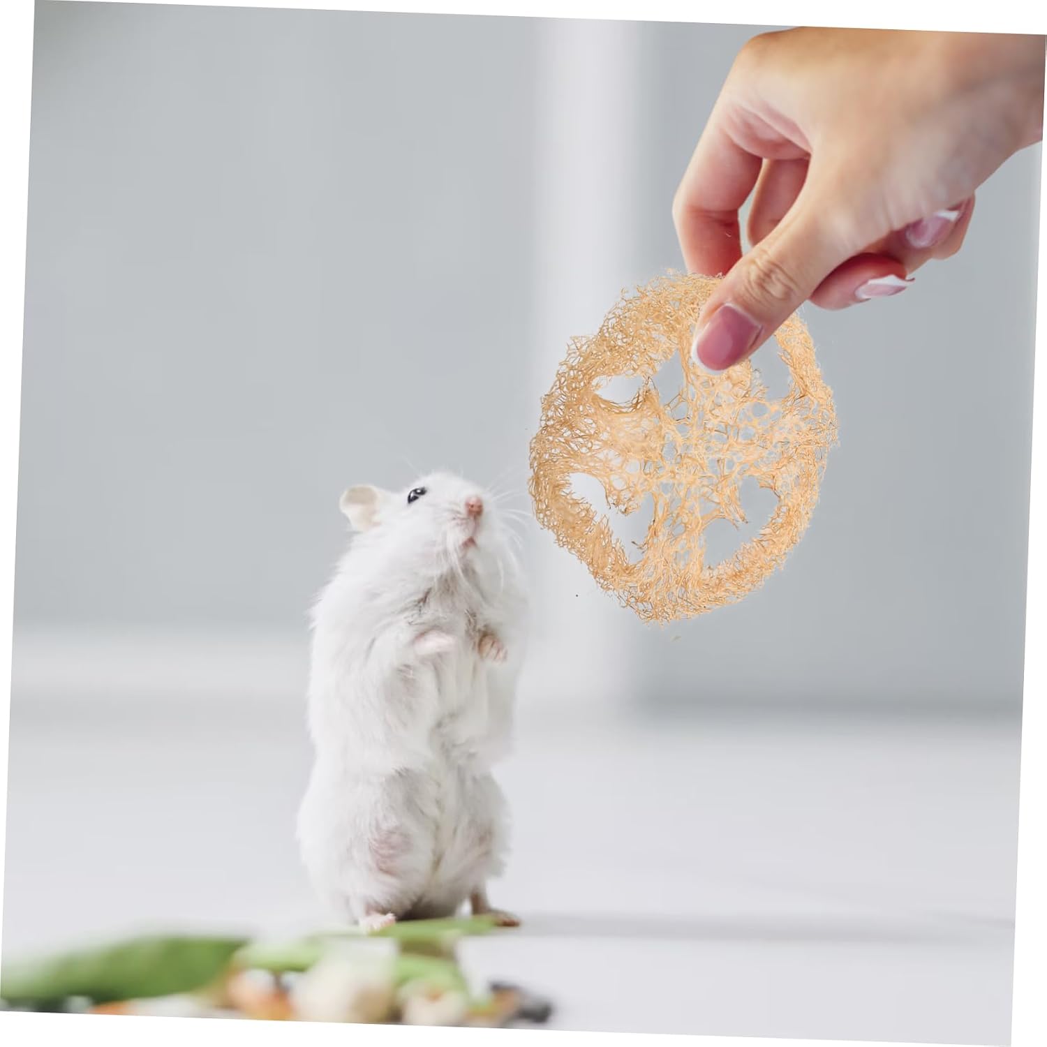 Hemoton 1Set Rabbit Chew for Pets Durable Natural Chewing Treat for Hamsters Guinea Pigs and Bunnies Promotes Health and Loneliness
