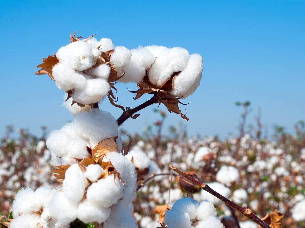 Green World Hybrid Cotton Seeds/Kapas ke Beej for Agriculture & Farming (50 Gms) (B0BZPXRWFQ) Amazon Price History, Amazon Price Tracker