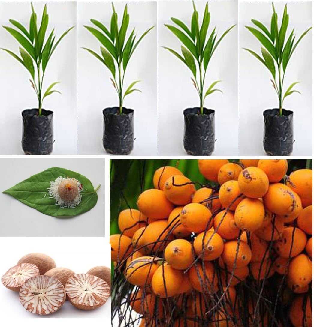 See full amazon price history chart for Green view Betel Nut Combo Arecanut Supari सुपारी Big Nuts 4 Live Plant in Nursery Grow Bag Green view Betel Nut Combo Arecanut Supari सुपारी Big Nuts 4 Live Plant in Nursery Grow Bag (B09KPX74TM) Amazon Price History, Amazon Price Tracker