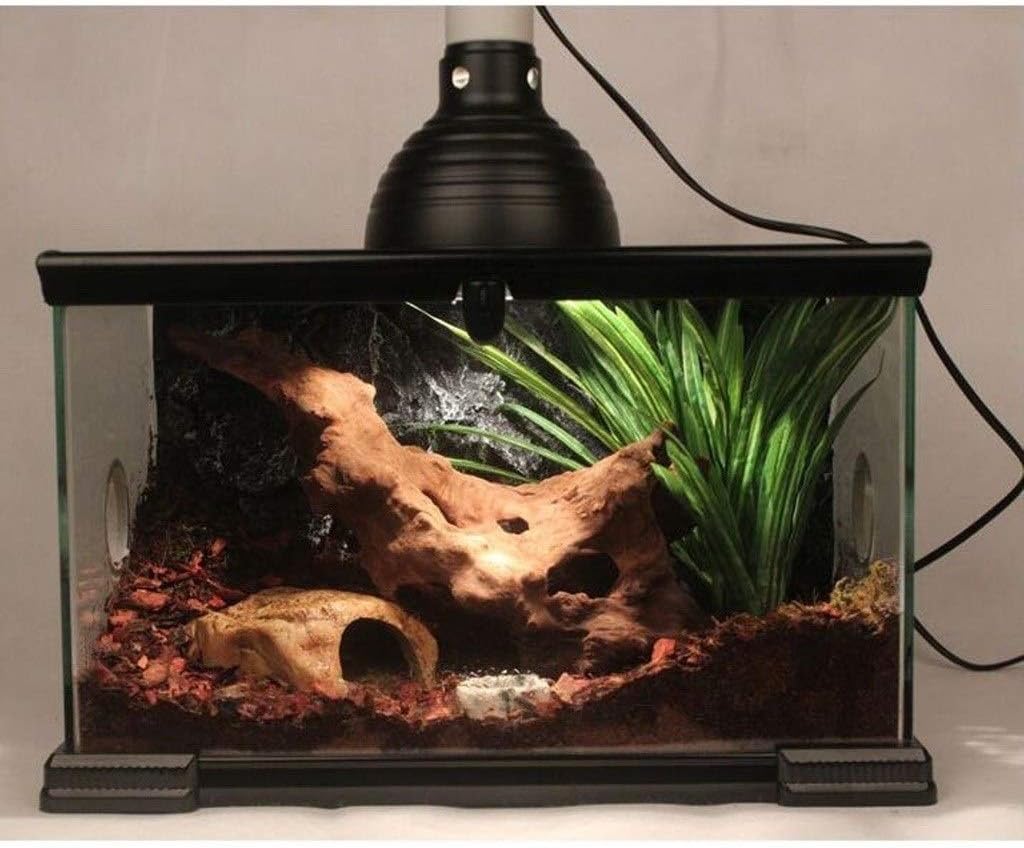 真作 超希少サイズ 巨匠 斉藤三郎 「娘アンビエラス」 2025年最新