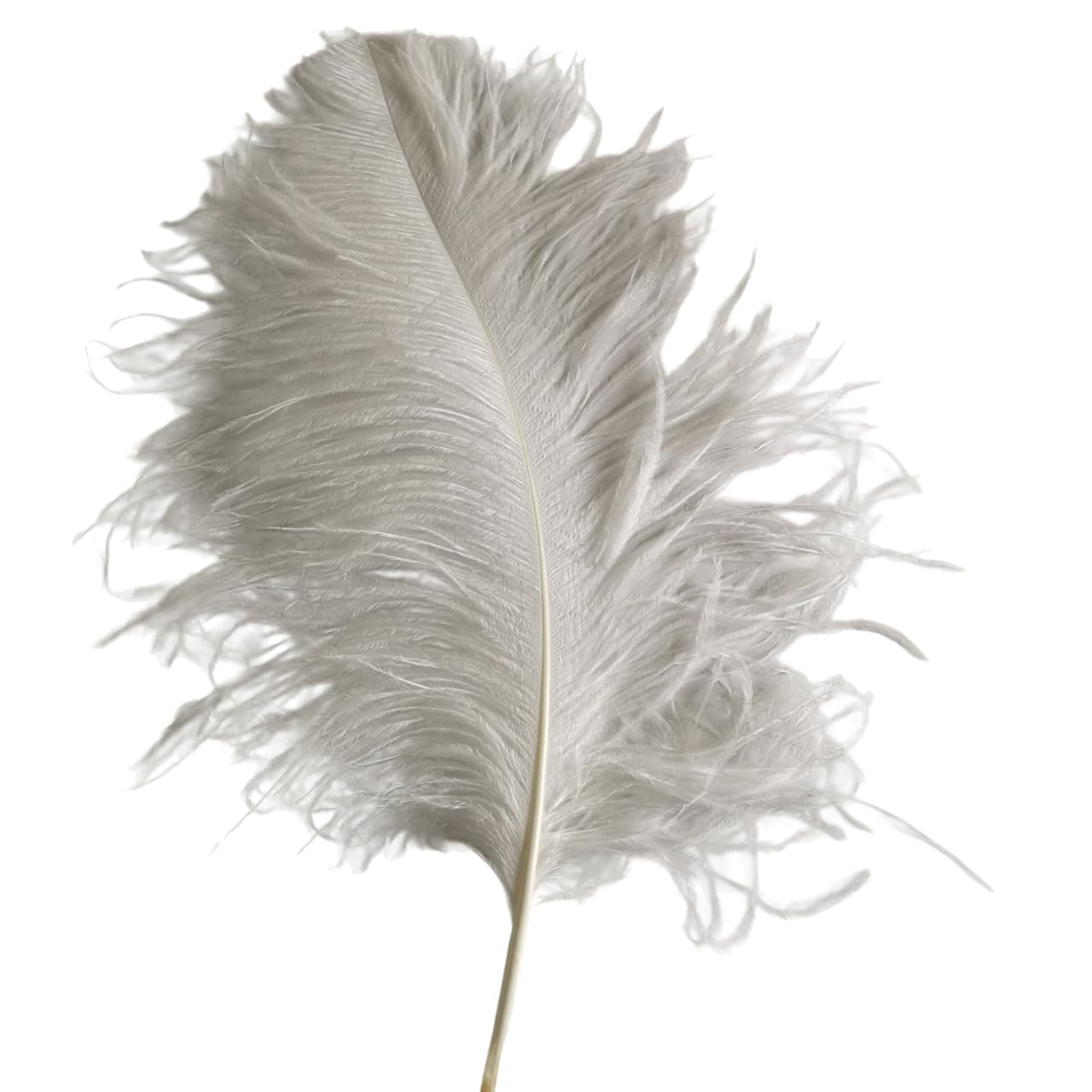 NASSAM 5NASSAM 5 Ostrich Plume Feathers 60-65 cm Original Ostrich Feathers White…