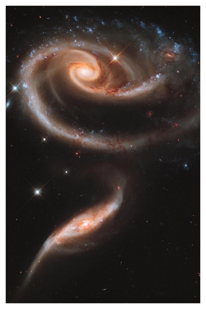 Amazon.co.jp: ポスター ファンドリー ローズ ギャラクシー ARP 273