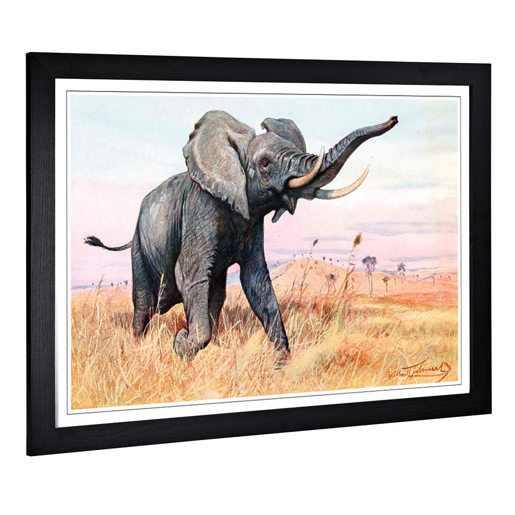 Big Box Art Framed Print of Vintage W Kuhnert African Elephant (2) Design | Wall Art Picture | Home Decor for Kitchen, Living Room, Bedroom, Hallway, Black, A2 / 24.5x18 Inch / 62x45cm