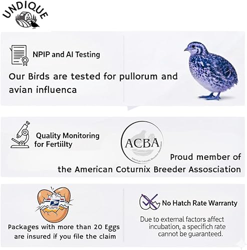 Miniatura 3 de 12 huevos fértiles de codorniz Coturnix para incubar