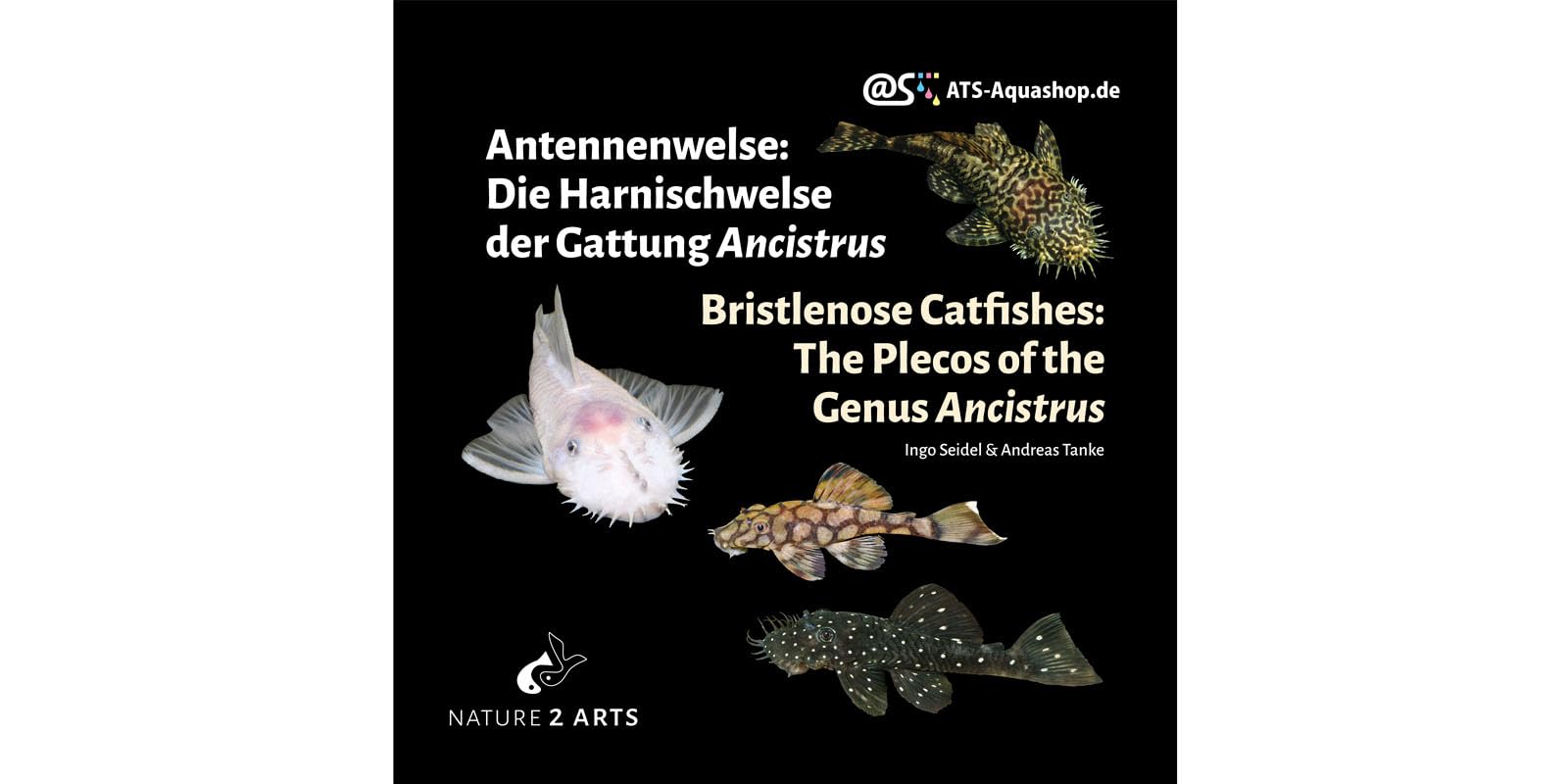 Antennenwelse: Die Harnischwelse der Gattung Ancistrus